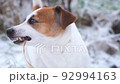 Jack russell terrier dog with pleasure eating dry grass from under the snow, close-up. Walking dogs in a nature park in winter, caring for pets. Digestion and unusual food preferences of pets. 92994163