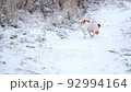 A dog jumping for a ball on a snowy path in a winter park. Taking care of the physical and mental health of pets. The Jack Russell Terrier is a very active breed of dog. Slow motion.  92994164