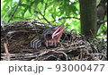 baby bulbul 93000477