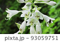 オオバギボウシの花とマルハナバチ　福島県只見町 93059751