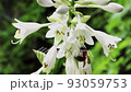 オオバギボウシの花とマルハナバチ　福島県只見町 93059753