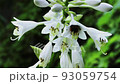 オオバギボウシの花とマルハナバチ　福島県只見町 93059754