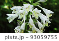 オオバギボウシの花とマルハナバチ　福島県只見町 93059755
