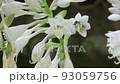 オオバギボウシの花とマルハナバチ　福島県只見町 93059756