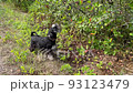 Miniature schnauzer dog picks black berries of chokeberry from a bush and eats them. 93123479
