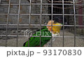 Black headed parrot Pionites melanocephalus close up 93170830