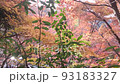 Natural scenery of colorful autumn leaves deep in the mountains (maple and maple) 93183327