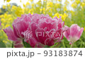 Tulip and rape field 93183874