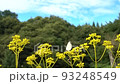cabbage butterfly and inchworm 93248549