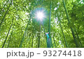 Environmental ecology image video / Sunlight filtering through the bamboo forest 93274418