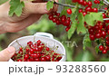 Women s hands closeup collect red currant 93288560