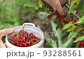 Women s hands closeup collect red currant 93288561