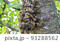 A swarm of bees on a tree branch 93288562
