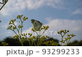 Cabbage white butterfly perched on a flower 93299233