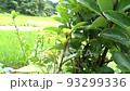 Becko Hagoromo jumping when water is poured Slow playback 93299336