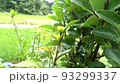 Water-splashed and jumping larvae of the tortoiseshell larva Slow reproduction 93299337