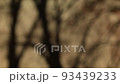 Horizontal video of trees silhouette in the park 93439233