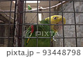 amazon parrot with yellow neck closeup. Tropical bird video 93448798