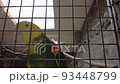 amazon parrot with yellow neck closeup. Tropical bird video 93448799