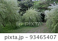 Swaying Willow Tree Sefa Utaki 93465407