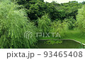 Ryukyu Willow at Sefa Utaki 93465408