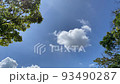 公園の木の間から見上げる白い雲 93490287