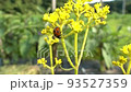 Aphids, ants and ladybugs 93527359