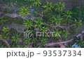 Tropical Palm Treetops On The Rural Town At South Goa, India. Aerial Drone Shot 93537334