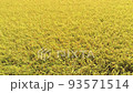 Rice field in August (taken with a drone) rice field / Drone 93571514