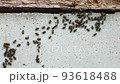 コガタスズメバチが活発に動き出し、ニホンミツバチも対応に精を出す　福島県只見町 93618488