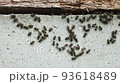 コガタスズメバチが活発に動き出し、ニホンミツバチも対応に精を出す　福島県只見町 93618489