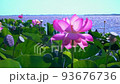 Lotus plantations are swaying in the wind on a sunny summer day. 93676736