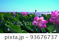 Lotus plantations are swaying in the wind on a sunny summer day. 93676737