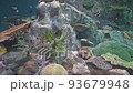 珊瑚礁魚 93679948