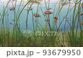 阿拉海藻田魚 93679950