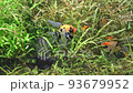 恩珠魚 93679952