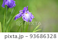 Dark red purple iris flowers swaying in the wind 93686328