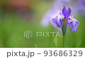 Dark purple iris flowers swaying in the wind 93686329