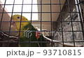 amazon parrot with yellow neck closeup. Tropical bird video 93710815