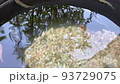 メダカ　鉢の中で泳ぐ 93729075