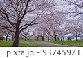 Scenery with dancing cherry blossoms in spring 93745921