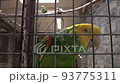 amazon parrot with yellow neck closeup. Tropical bird video 93775311