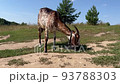 Anglo Nubian goat. Anglo-Nubian goats is characterised by large, pendulous ears and a convex profile, dual-purpose goat, reared both for goat's meat and for milk.  93788303