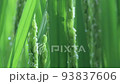 Rice earing (flowering) motorized slider / from right to left, macro 93837606