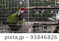 Close up video of a colorful great green macaw parrot. 93846826