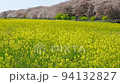 Canola flowers and cherry blossom trees, Cherry blossoms and rape blossoms, Cherry blossoms in Saitama Prefecture, Cherry blossoms along the Nakagawa River 94132827