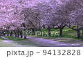 A row of cherry blossom trees with falling cherry blossoms, cherry blossoms and rape blossoms, cherry blossoms in Saitama Prefecture, cherry blossoms along the Nakagawa River 94132828