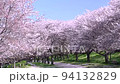 Falling cherry blossom trees, Gongendo, cherry blossoms in Saitama Prefecture, cherry blossoms along the Naka River 94132829
