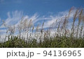 Susuki swaying in the wind 94136965
