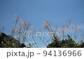 Susuki swaying in the wind 94136966